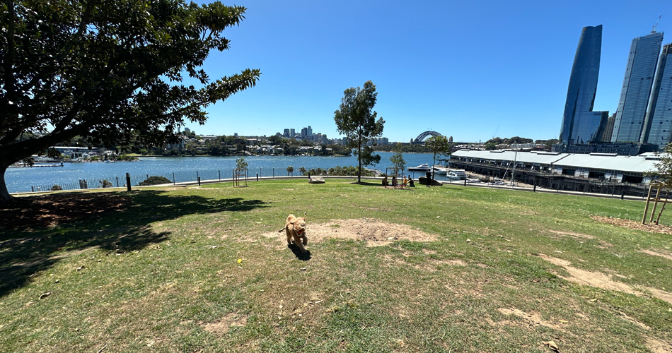 Dog at Giba Park Pyrmont