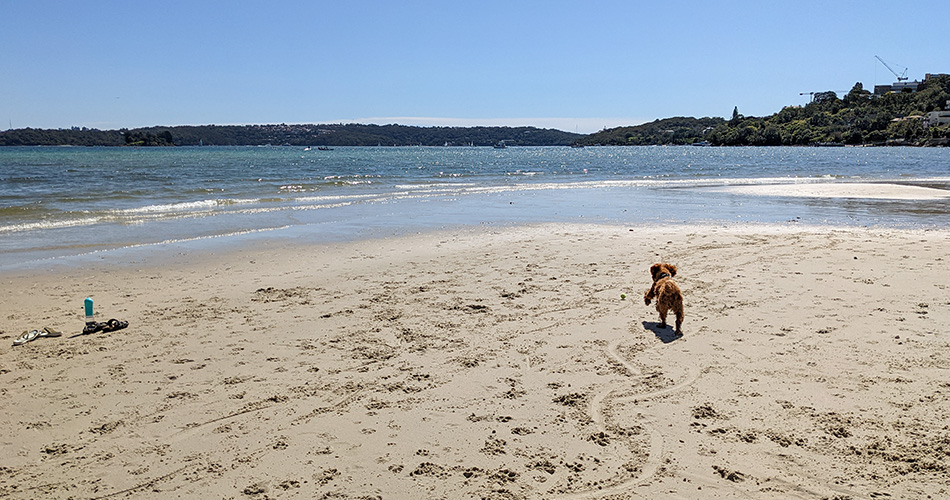 Dog running on beach at Rose Bay